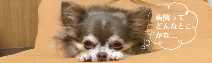 動物病院、ペットショップ・トリミング系のホームページ制作事例